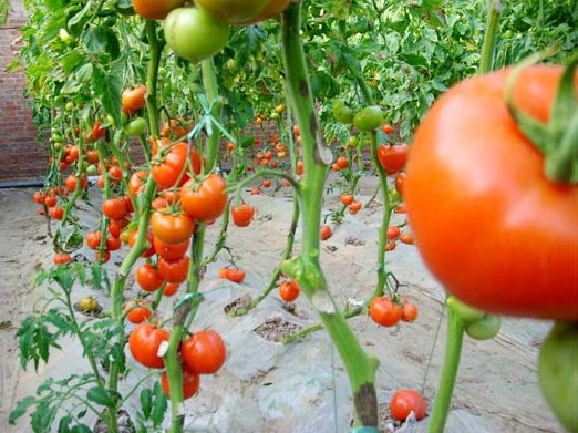 ��������ׯ������ʵ�����-�л���Ӧ��